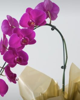 Orquídea Phalaenopsis Pink e Kit Natura Tododia Ameixa e Flor Baunilha