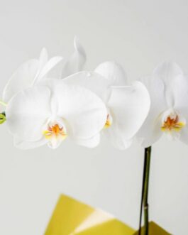 Orquídea Phalaenopsis para Presente e Chocolate