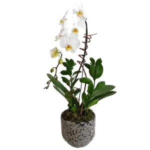 Luxuosa Orquídea Para Presentear