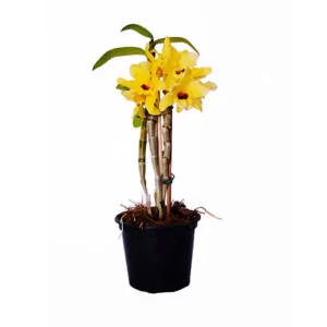 Mini dendrobium